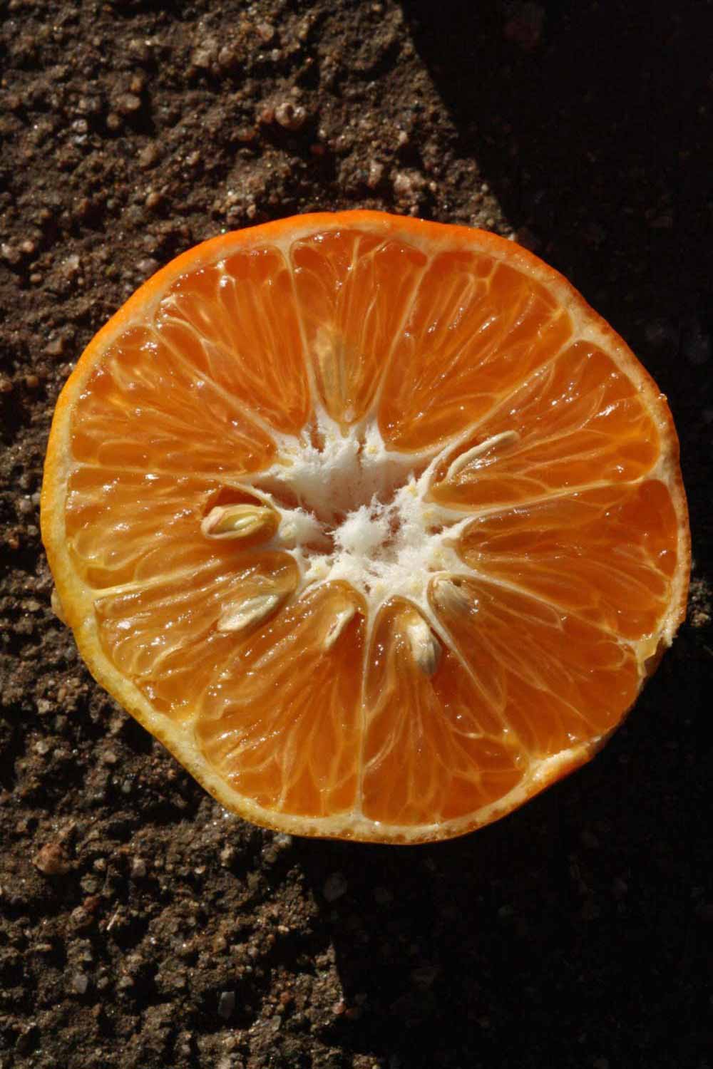            Fruit cross-section (Riverside, CA)   